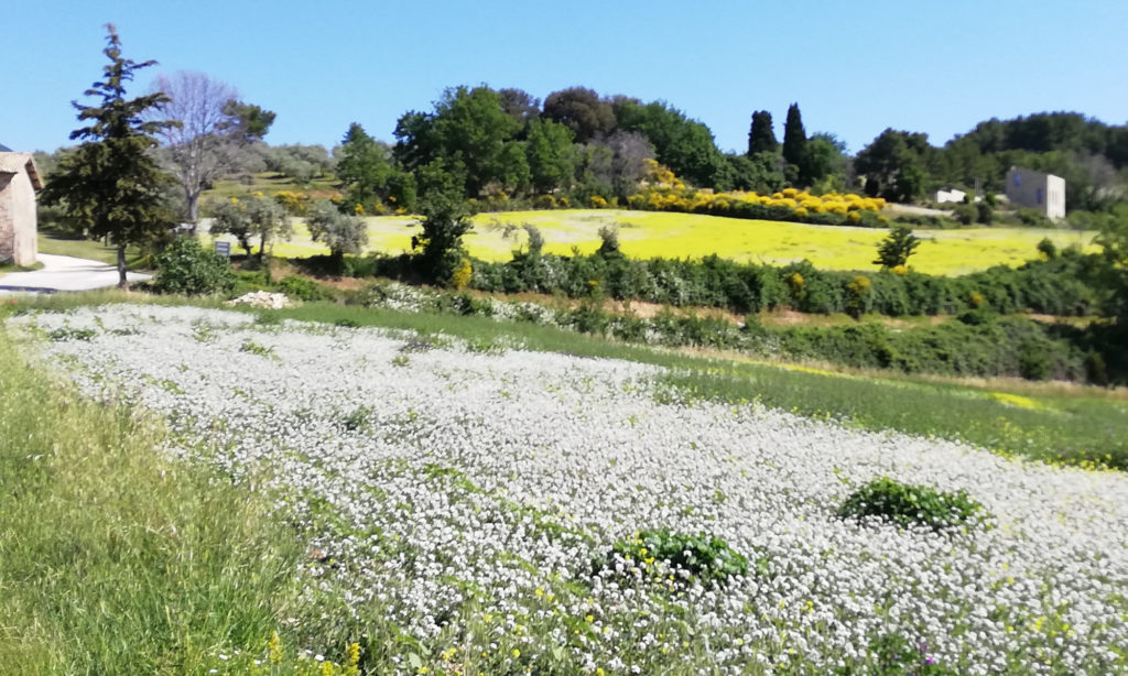 Passeggiando vicino a Treggio - dove si trova Il Treggio